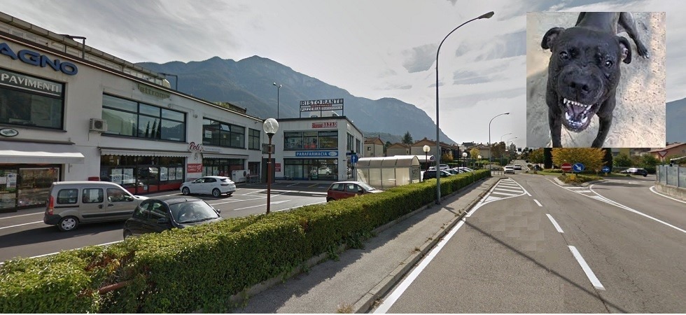 Un pitbull scappa di casa e sbrana due cani in strada, provvidenziale l'intervento dei pompieri